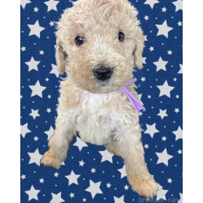 販売中の茨城県のバーニードゥードル:バーニーズ×スタンダードプードル-429152の2枚目