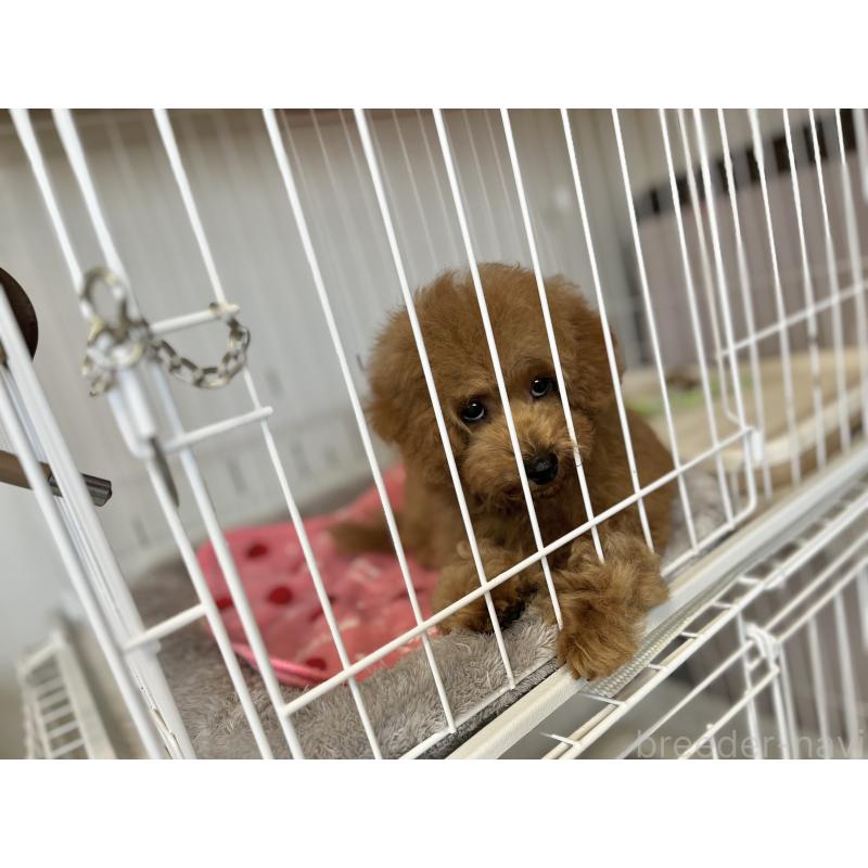 販売中の鹿児島県のトイプードル-429151の2枚目