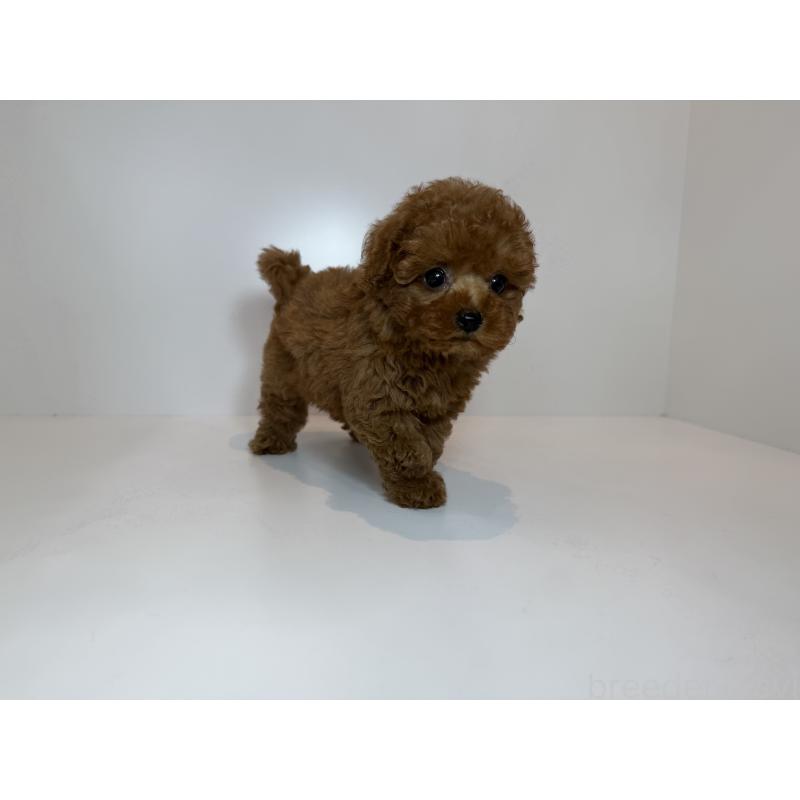 販売中の広島県のティーカッププードル-429154の2枚目