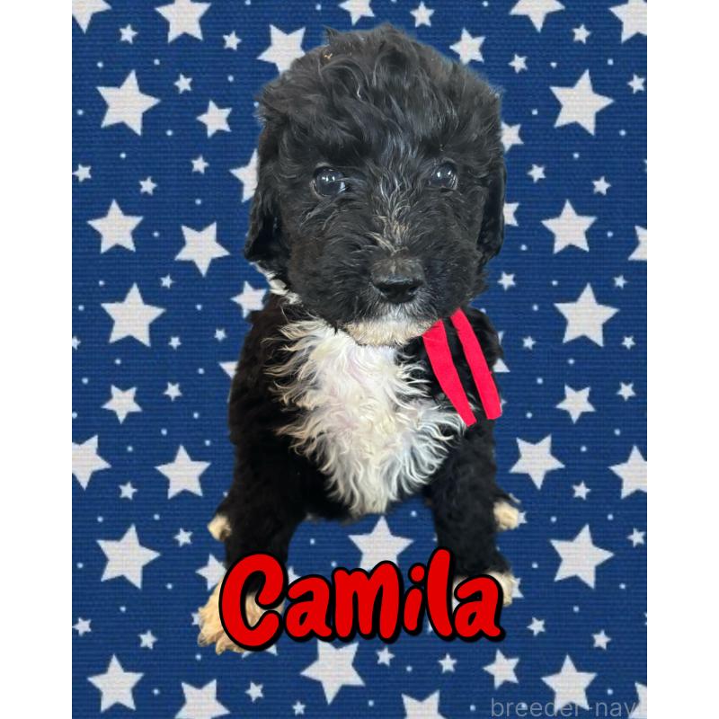 販売中の茨城県のバーニードゥードル:バーニーズ×スタンダードプードル-429156の1枚目