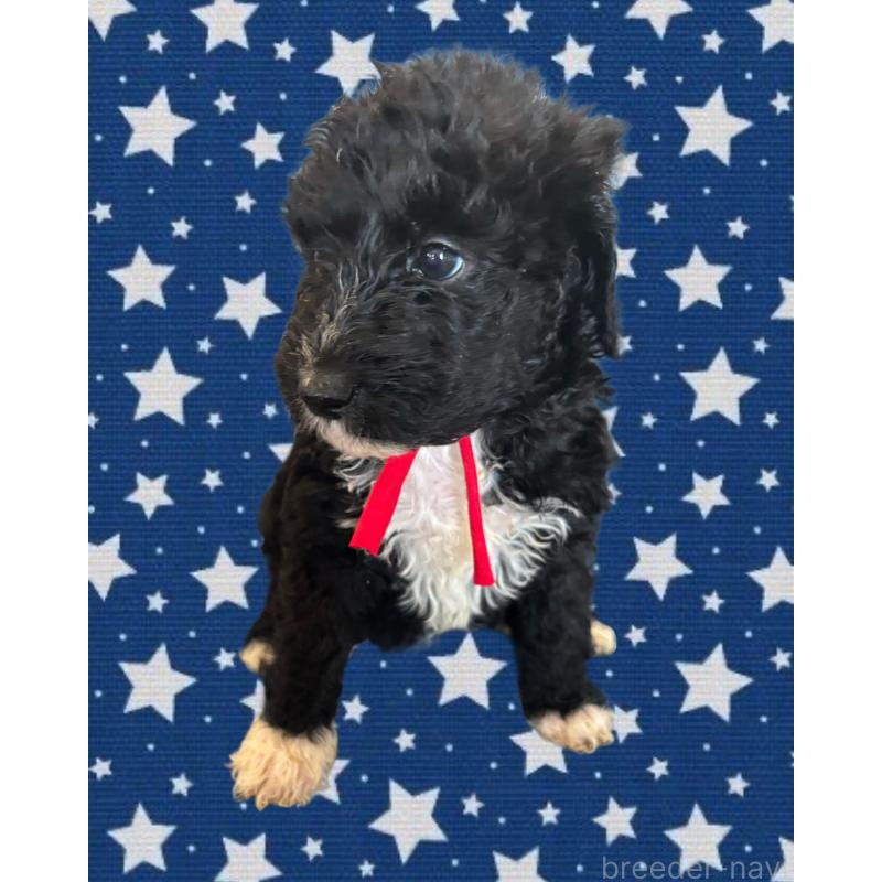 販売中の茨城県のバーニードゥードル:バーニーズ×スタンダードプードル-429156の3枚目