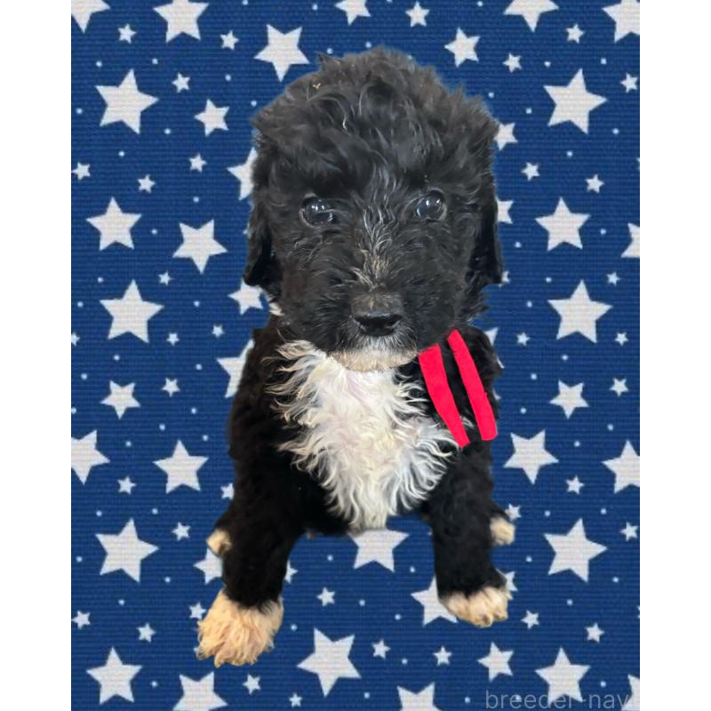 販売中の茨城県のバーニードゥードル:バーニーズ×スタンダードプードル-429156の2枚目
