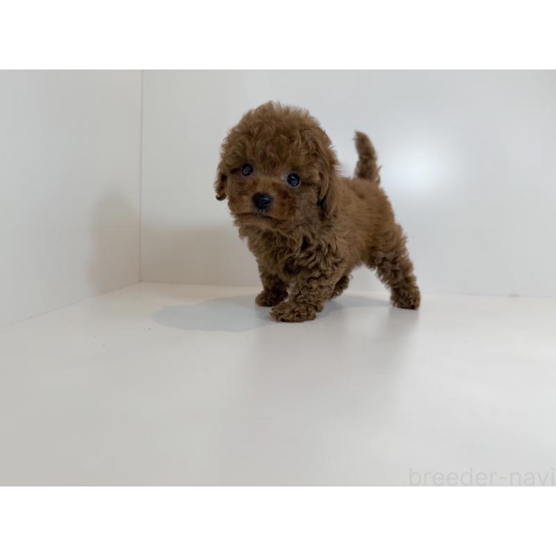 販売中の広島県のティーカッププードル-429155の3枚目