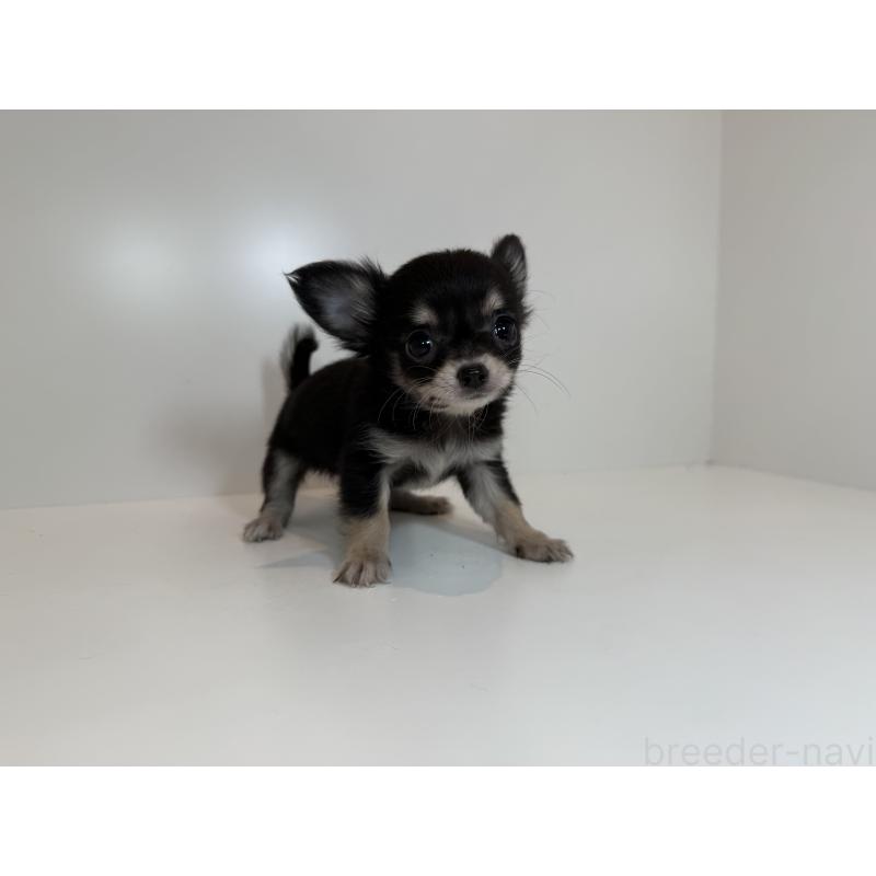 販売中の広島県のチワワ(ロングコート)-429157の3枚目