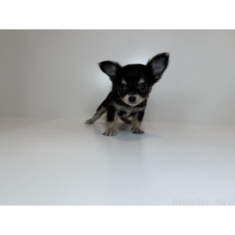 販売中の広島県のチワワ(ロングコート)-429157の2枚目