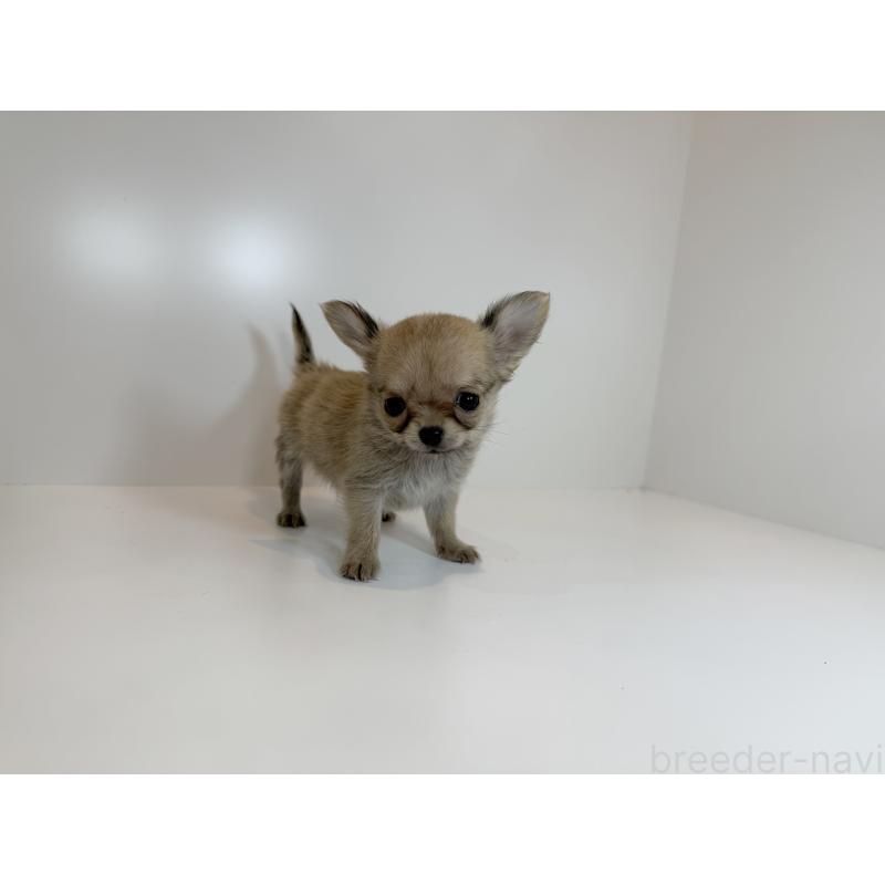 販売中の広島県のチワワ(ロングコート)-429158の3枚目