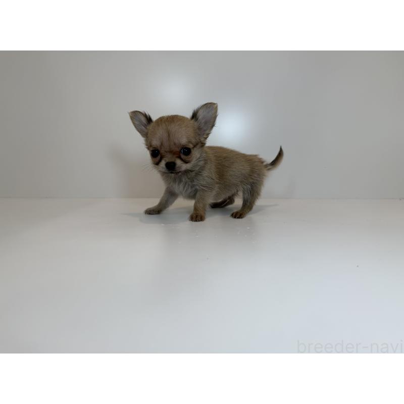 販売中の広島県のチワワ(ロングコート)-429158の2枚目