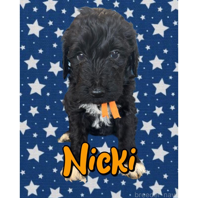 販売中の茨城県のバーニードゥードル:バーニーズ×スタンダードプードル-429159の1枚目