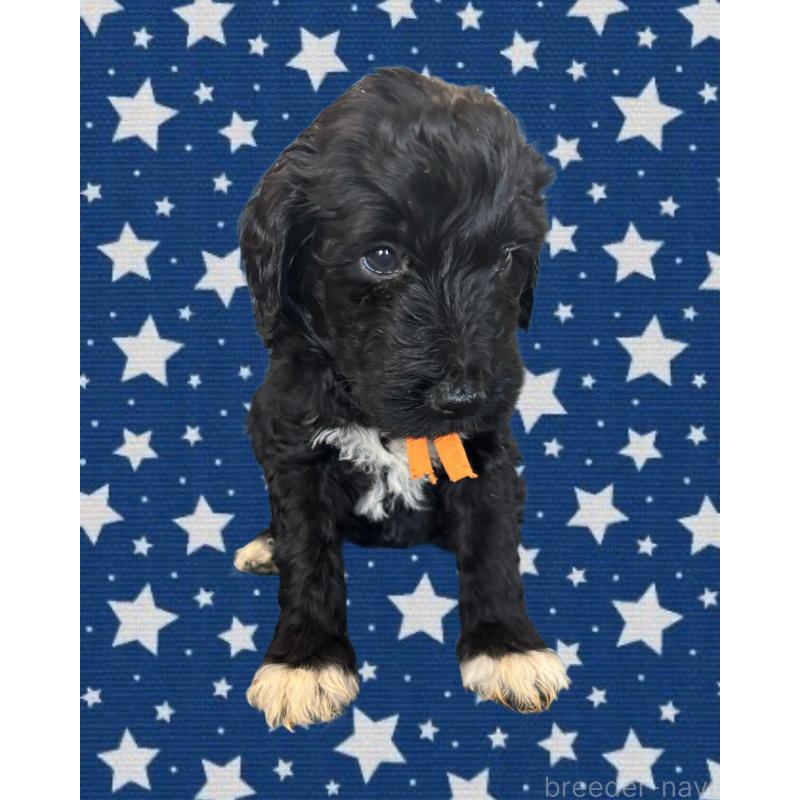 販売中の茨城県のバーニードゥードル:バーニーズ×スタンダードプードル-429159の3枚目