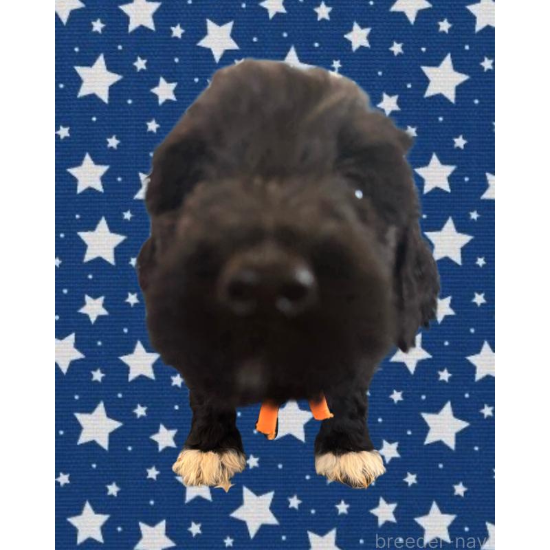 販売中の茨城県のバーニードゥードル:バーニーズ×スタンダードプードル-429159の2枚目