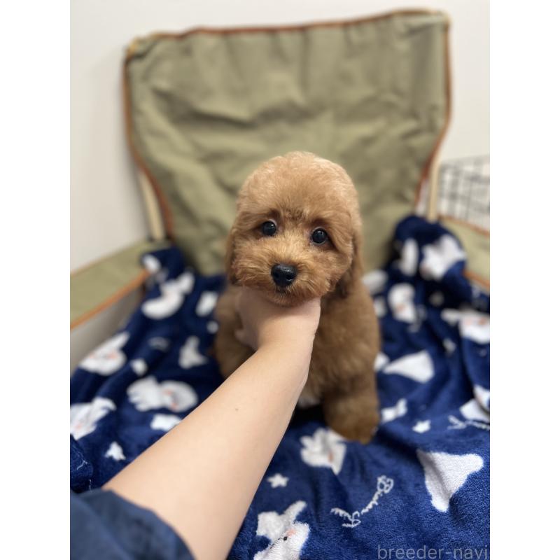 販売中の鹿児島県のトイプードル-429161の2枚目