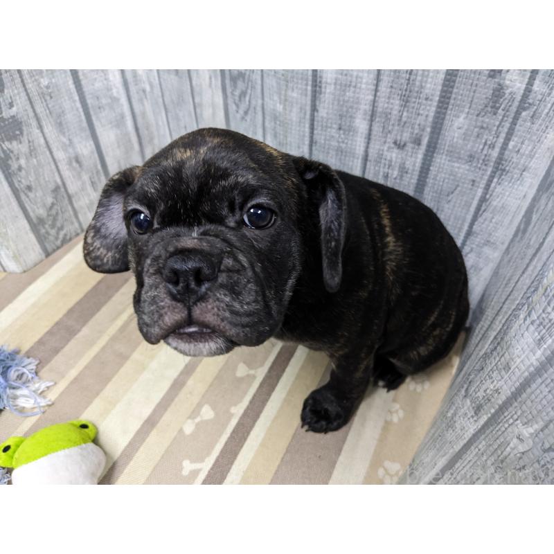 販売中の埼玉県のミックス犬-423986の7枚目