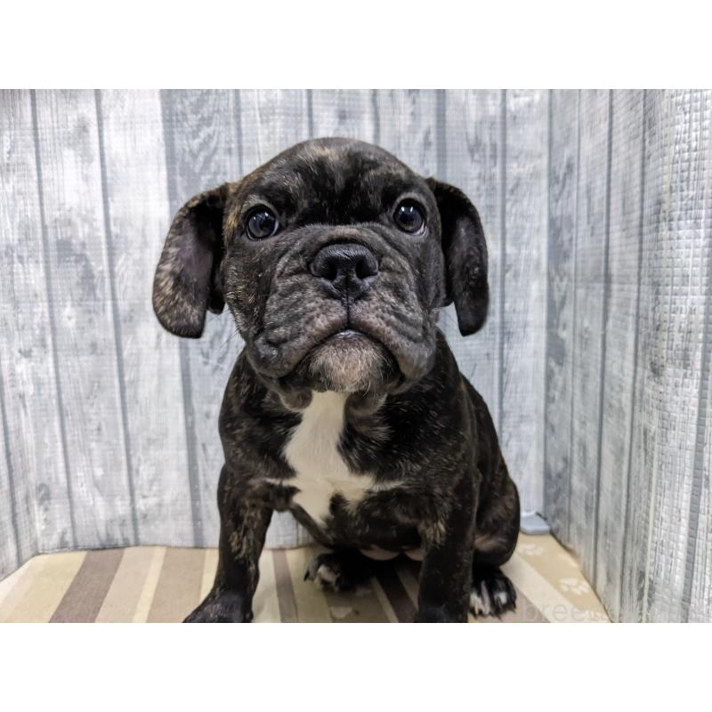 販売中の埼玉県のミックス犬-423986の6枚目