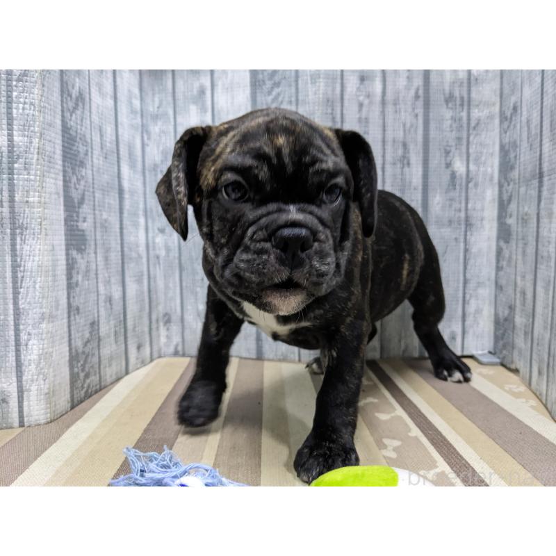 販売中の埼玉県のミックス犬-423986の5枚目