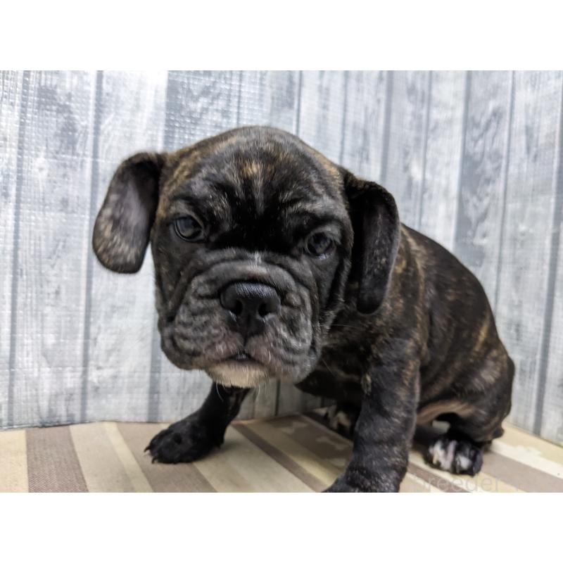 販売中の埼玉県のミックス犬-423986の4枚目