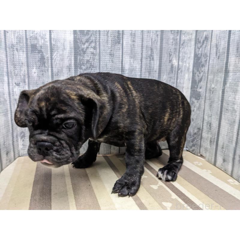 販売中の埼玉県のミックス犬-423986の3枚目