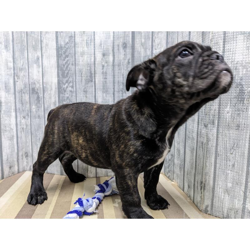 販売中の埼玉県のミックス犬-423986の2枚目