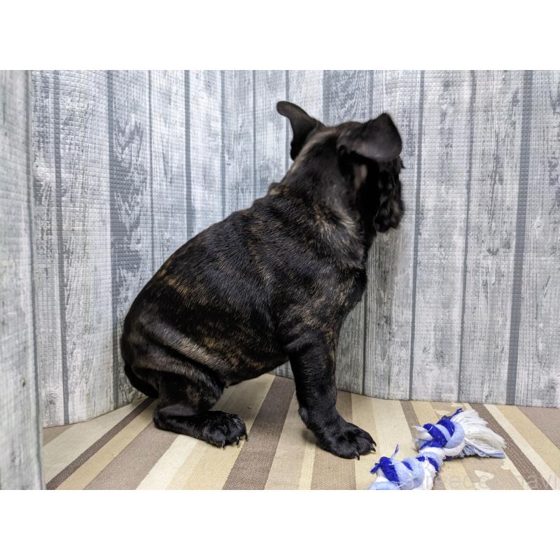 販売中の埼玉県のミックス犬-423985の5枚目