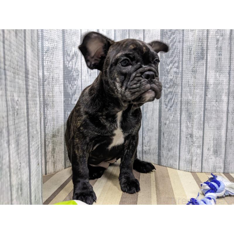 販売中の埼玉県のミックス犬-423985の4枚目