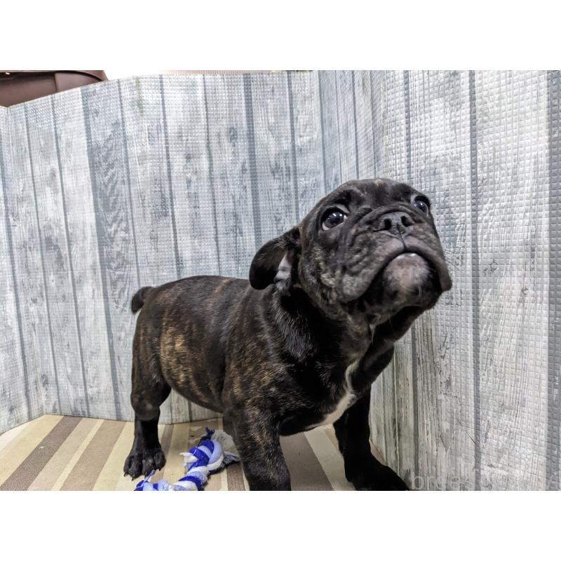 販売中の埼玉県のミックス犬-423985の3枚目