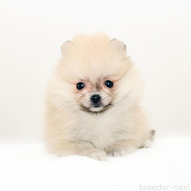 販売中の熊本県のポメラニアン-428921の1枚目