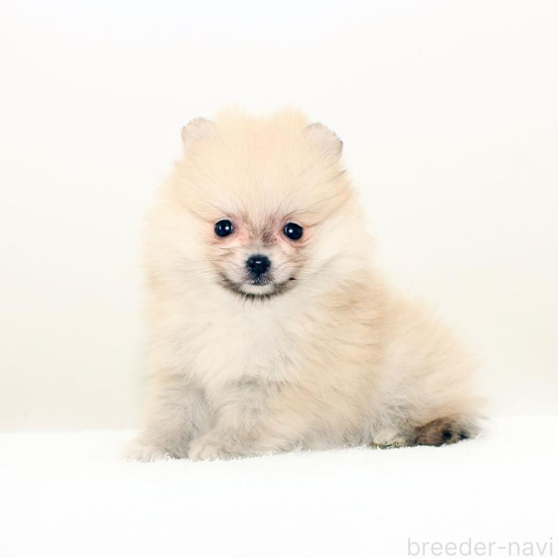 販売中の熊本県のポメラニアン-428921の3枚目
