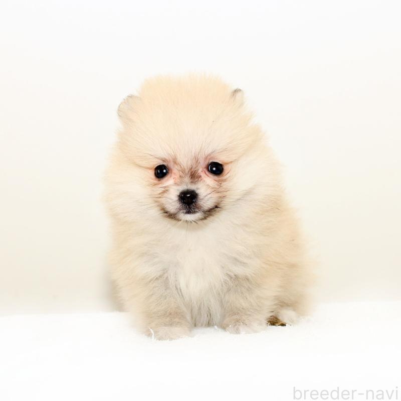 販売中の熊本県のポメラニアン-428921の2枚目