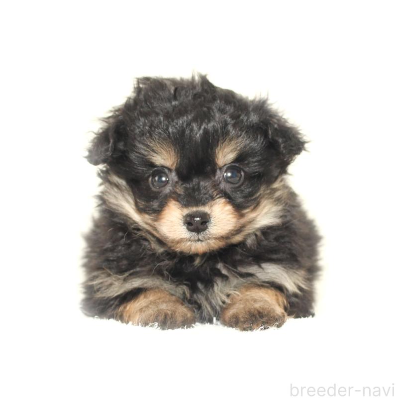 販売中の熊本県のチワプー:チワワ×トイプードル-428922