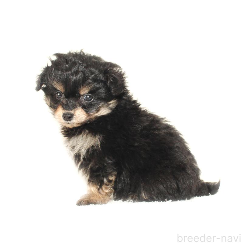 販売中の熊本県のチワプー:チワワ×トイプードル-428922の2枚目