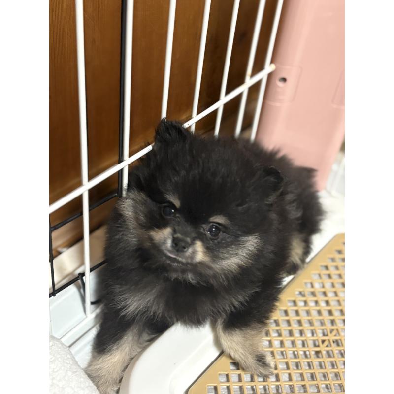 販売中の茨城県のポメラニアン-428923の6枚目