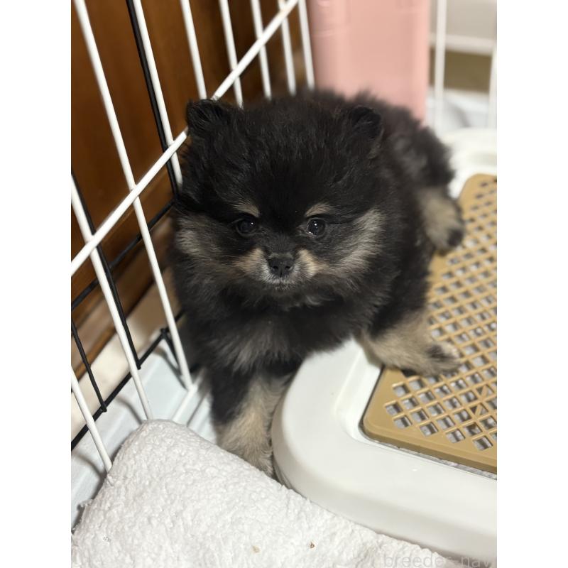 販売中の茨城県のポメラニアン-428923の5枚目