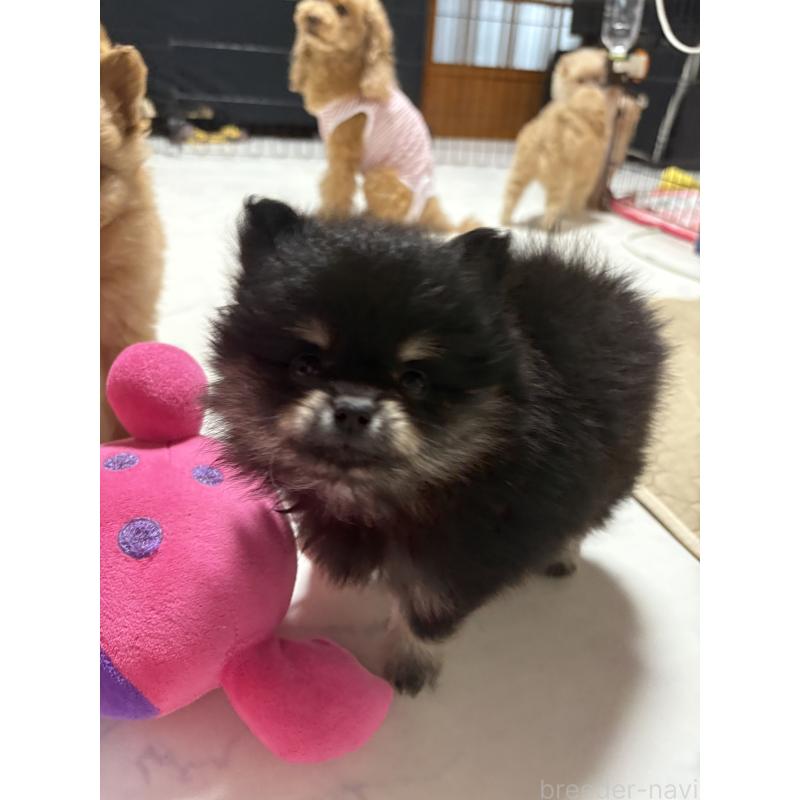 販売中の茨城県のポメラニアン-428923の4枚目