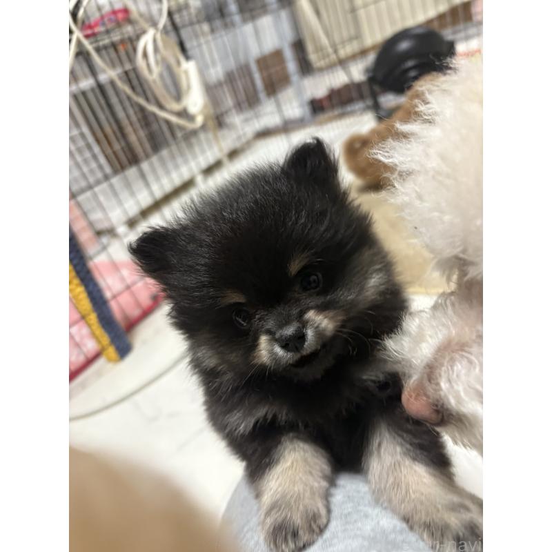 販売中の茨城県のポメラニアン-428923の3枚目