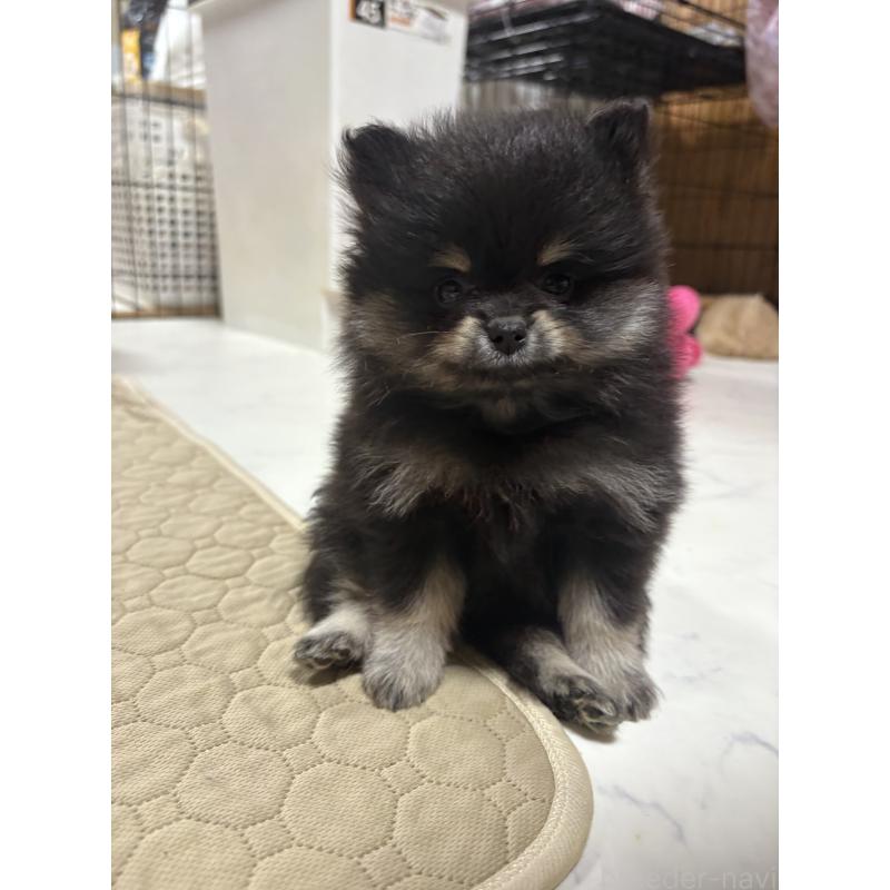 販売中の茨城県のポメラニアン-428923の2枚目