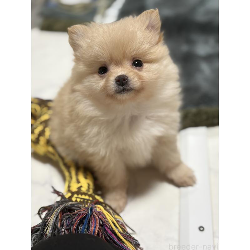 販売中の茨城県のポメラニアン-428924の4枚目