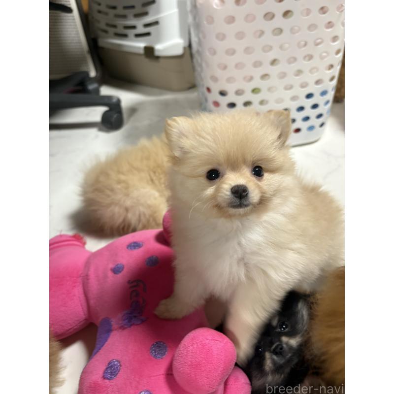 販売中の茨城県のポメラニアン-428924の3枚目