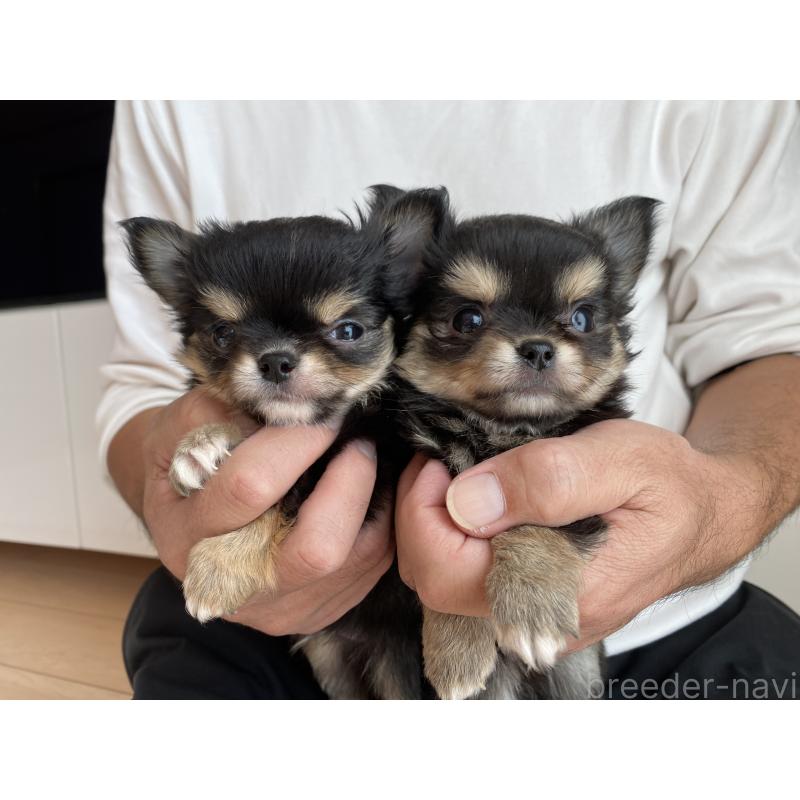 成約済の静岡県のチワワ(ロングコート)-424968の3枚目