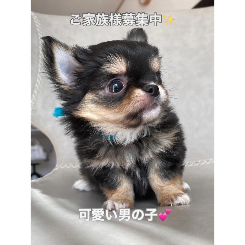 成約済の静岡県のチワワ(ロングコート)-424966の5枚目