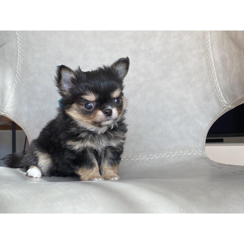 成約済の静岡県のチワワ(ロングコート)-424966の4枚目