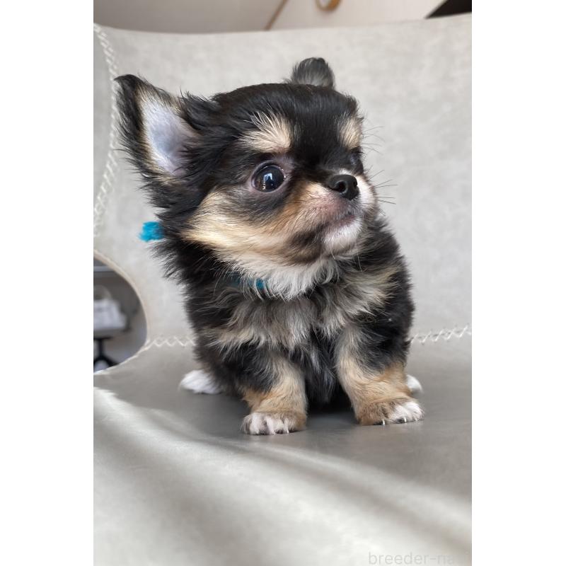 成約済の静岡県のチワワ(ロングコート)-424966の3枚目