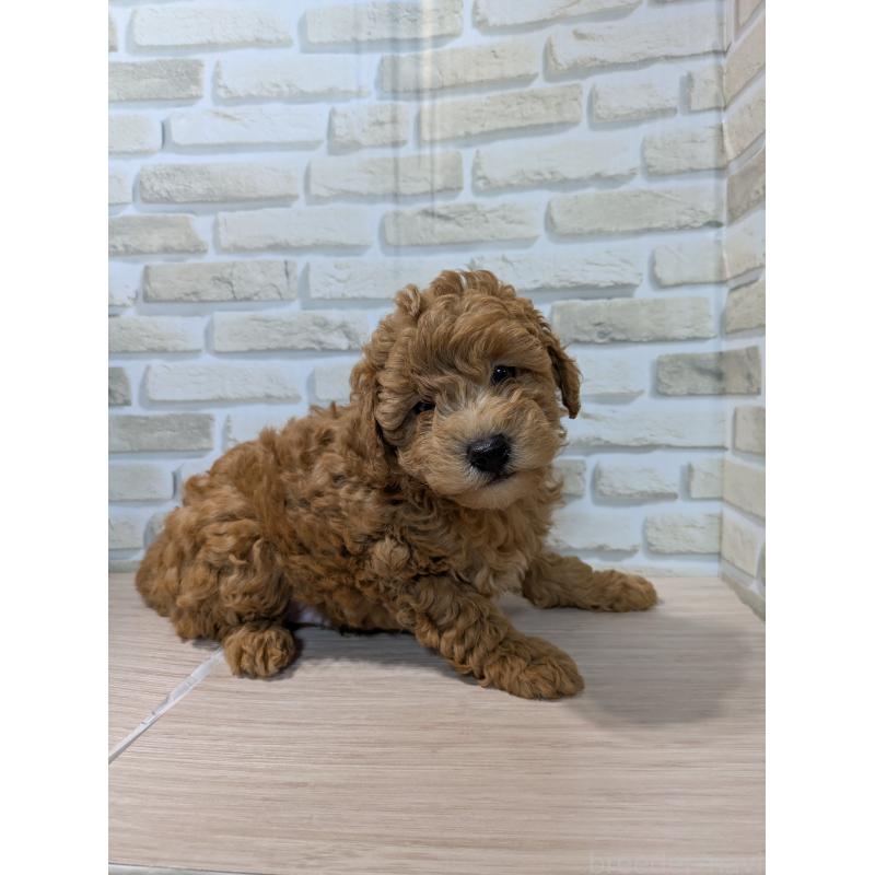 販売中の茨城県のトイプードル-422202