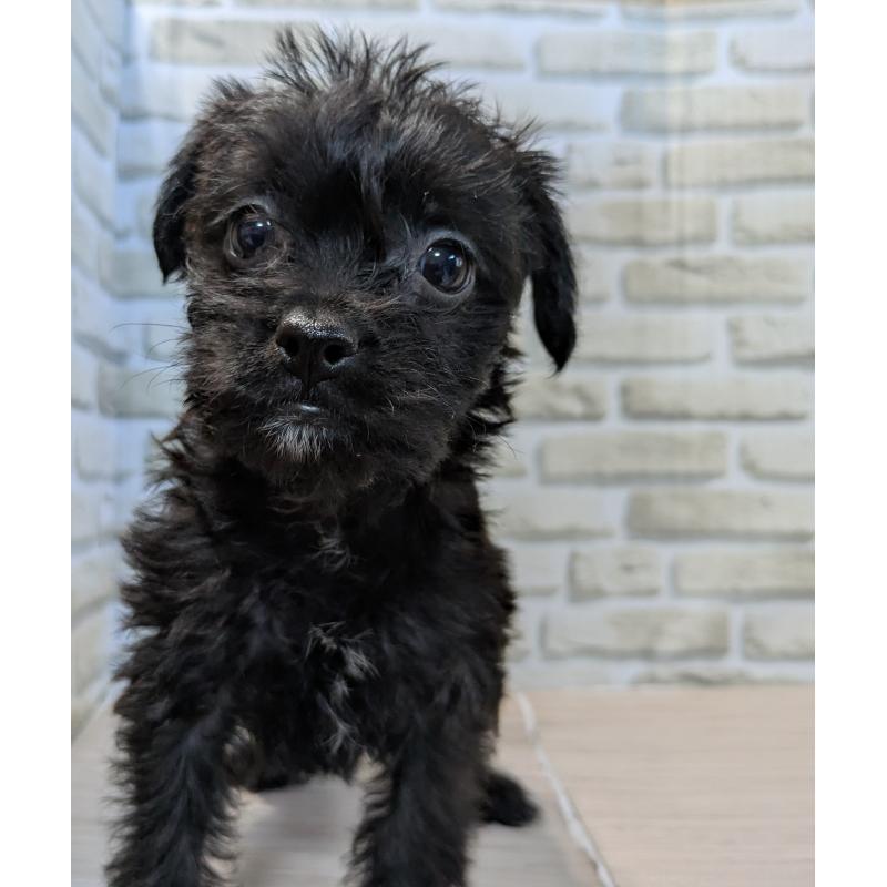 販売中の茨城県のミックス犬-423995の1枚目