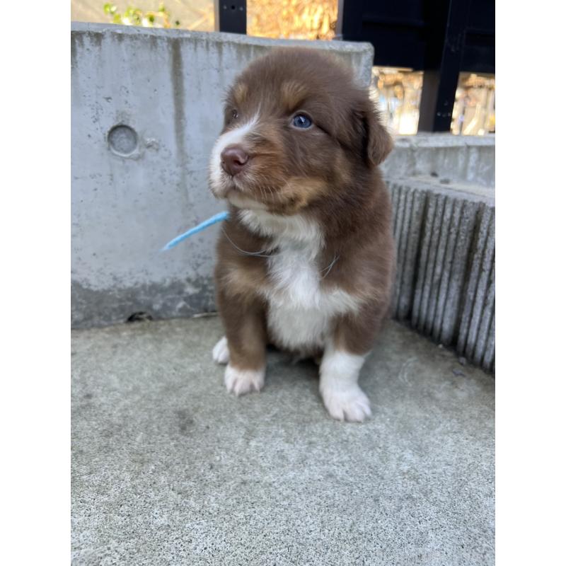 成約済の山梨県のオーストラリアンシェパード-423321の4枚目