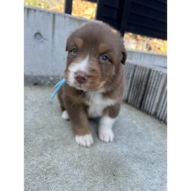 成約済の山梨県のオーストラリアンシェパード-423321の3枚目