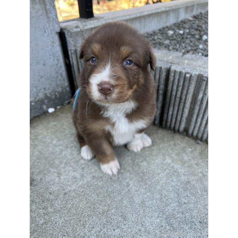 成約済の山梨県のオーストラリアンシェパード-423321の2枚目