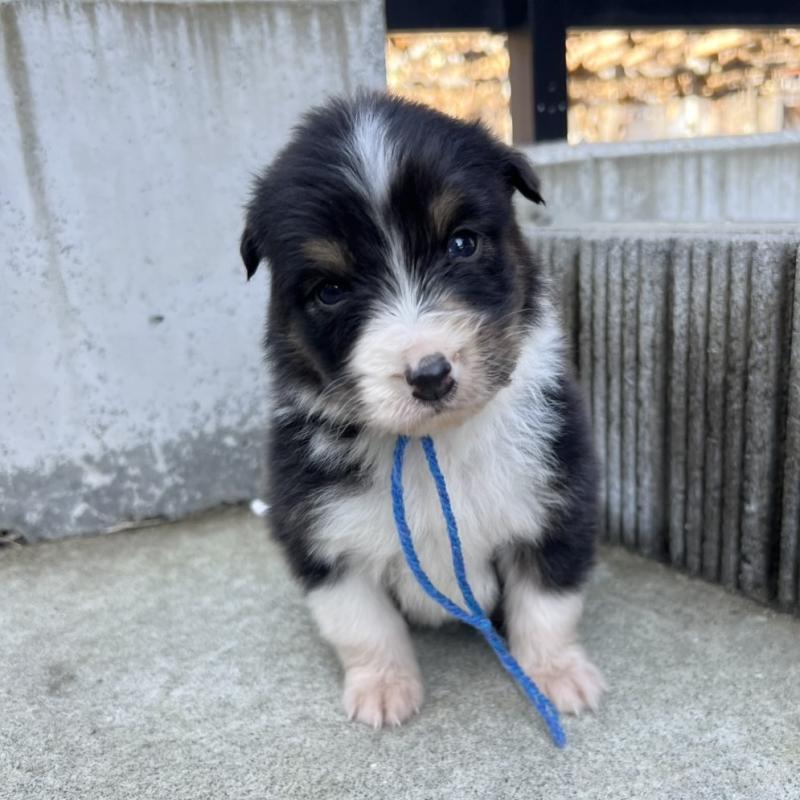 成約済の山梨県のオーストラリアンシェパード-423325の4枚目