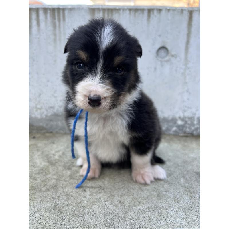 成約済の山梨県のオーストラリアンシェパード-423325の3枚目