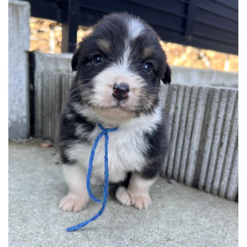 成約済の山梨県のオーストラリアンシェパード-423325の2枚目