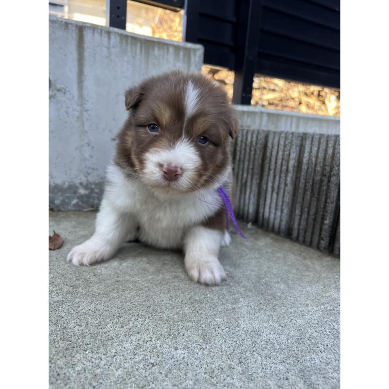 成約済の山梨県のオーストラリアンシェパード-423323の4枚目