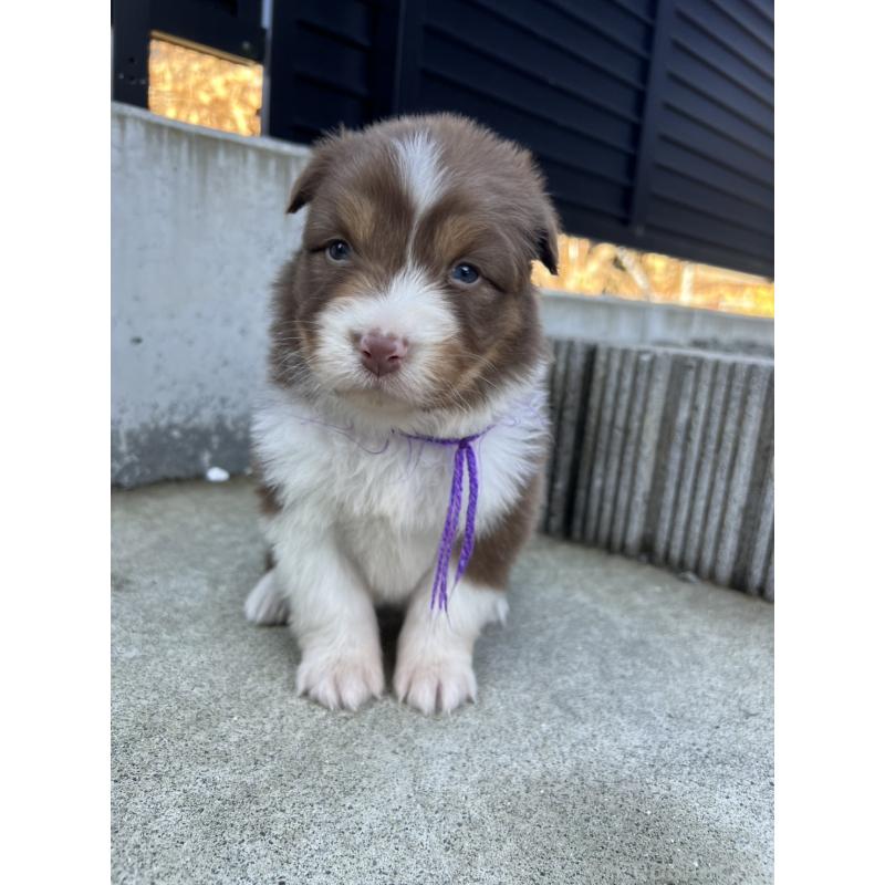 成約済の山梨県のオーストラリアンシェパード-423323の3枚目